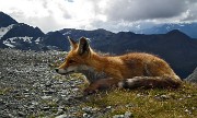 05 La volpe del Quinto Alpini